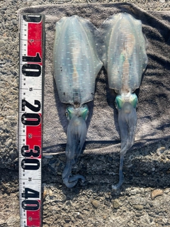 アオリイカの釣果