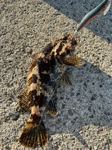 ベッコウゾイの釣果