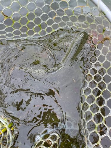 ニジマスの釣果