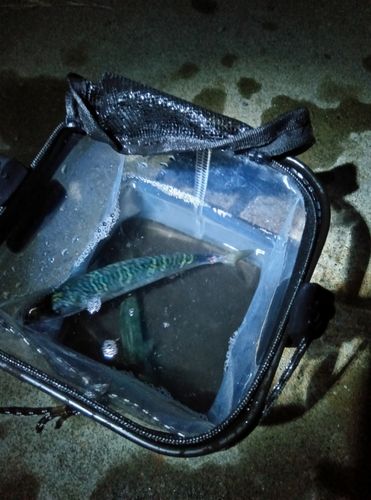 サバの釣果