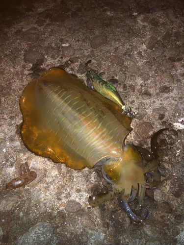 アオリイカの釣果