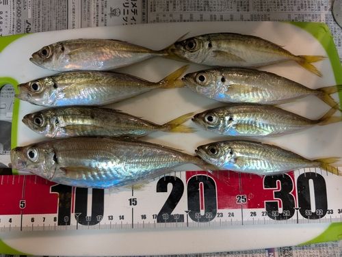 アジの釣果