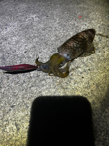 アオリイカの釣果