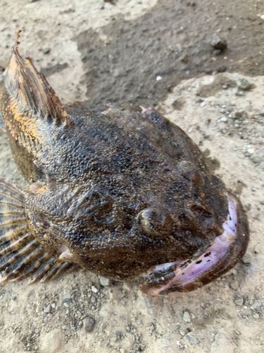カジカの釣果