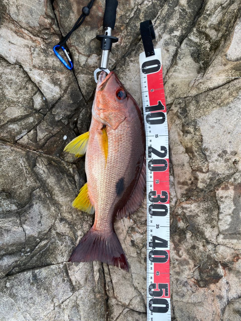 クロホシフエダイ