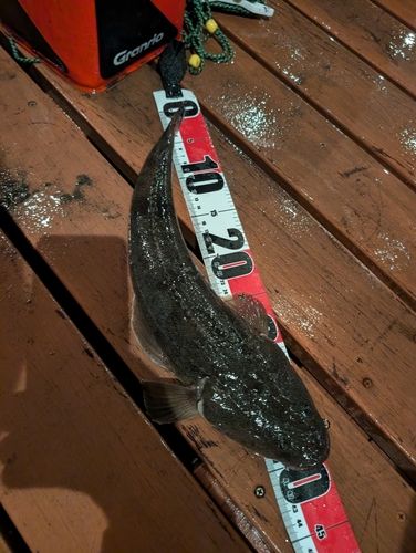 マゴチの釣果