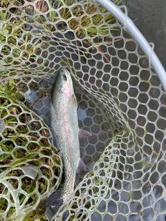 ニジマスの釣果