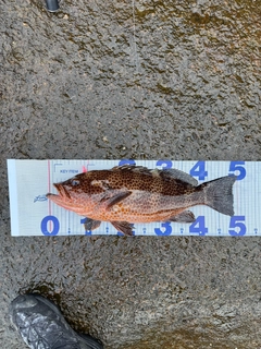 オオモンハタの釣果