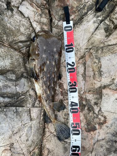 イシガキフグの釣果