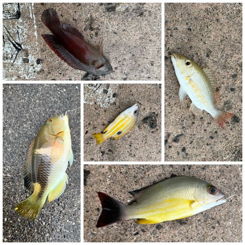 チョウチョウウオの釣果