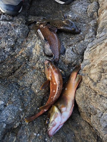 アカハタの釣果