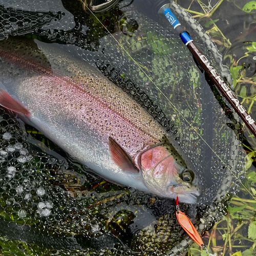ニジマスの釣果