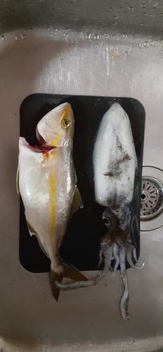 敦賀新港