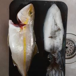 アオリイカ