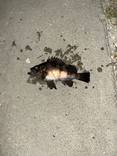 メバルの釣果