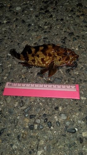 カサゴの釣果