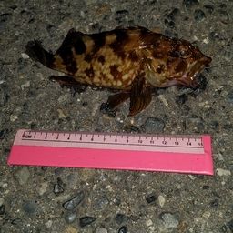 カサゴ
