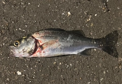 セイゴ（マルスズキ）の釣果