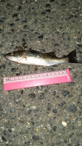セイゴ（マルスズキ）の釣果
