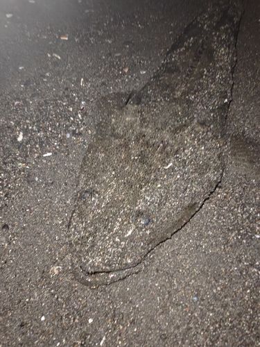 マゴチの釣果