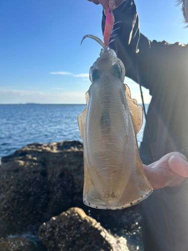 加部島