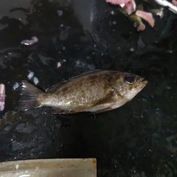 アジ