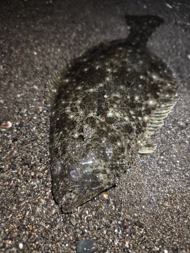 ソゲの釣果
