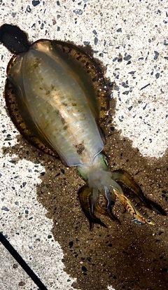 アオリイカの釣果