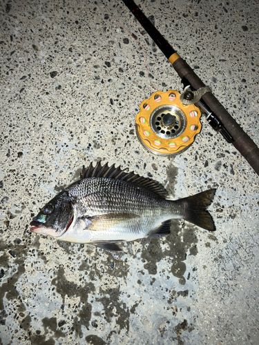 チンチンの釣果