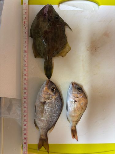 カワハギの釣果
