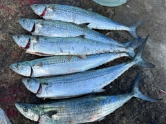 サゴシの釣果