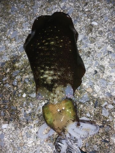 男鹿半島
