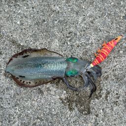 アオリイカ
