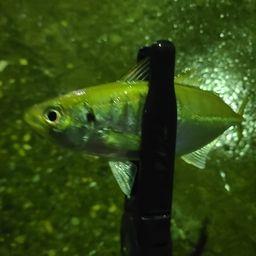 アジ
