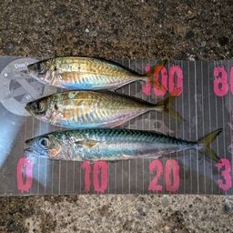 アジ