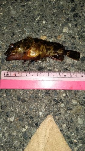カサゴの釣果