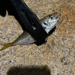 アジ