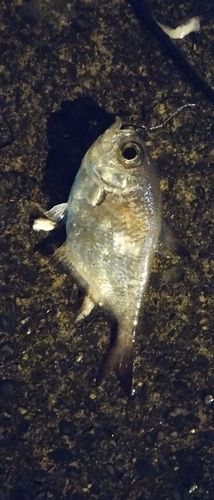 伊豆大島