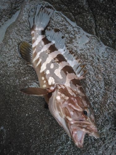クエの釣果