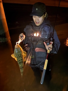 マゴチの釣果