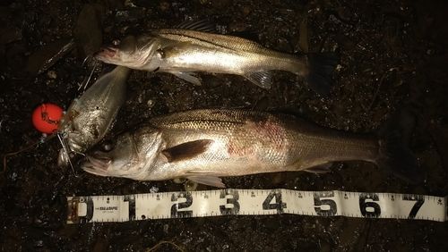 シーバスの釣果