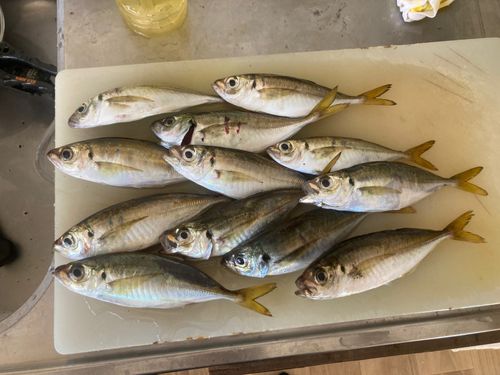 アジの釣果