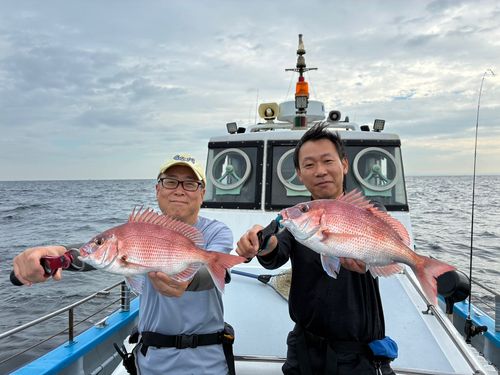 マダイの釣果
