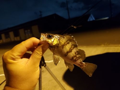 メバルの釣果
