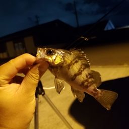 メバル