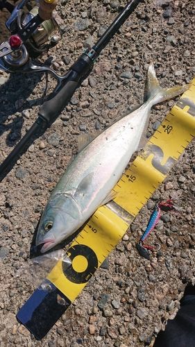 コゾクラの釣果