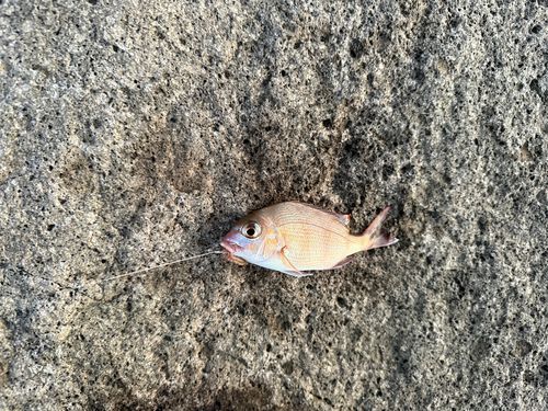 チャリコの釣果