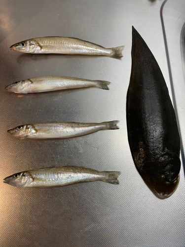 キスの釣果