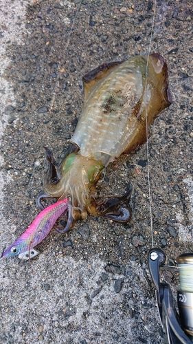 アオリイカの釣果