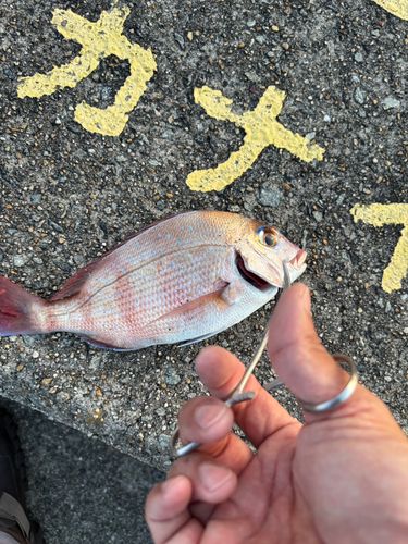 マダイの釣果